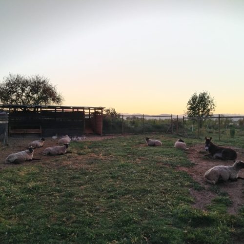 WhatsApp Image 2025-11-17 at 14.26.36