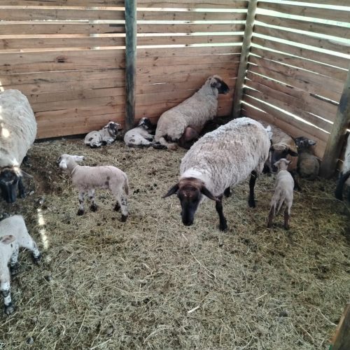 WhatsApp Image 2025-11-17 at 14.26.38