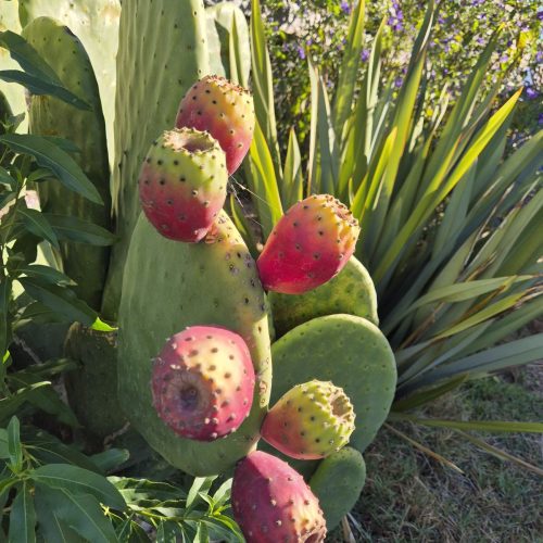 WhatsApp Image 2025-12-17 at 09.42.27 (4)