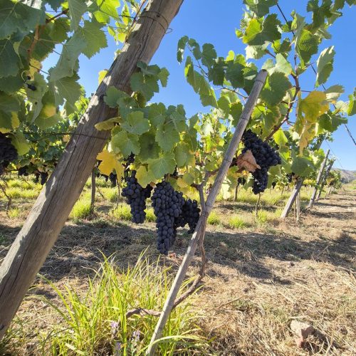 WhatsApp Image 2025-12-17 at 09.42.27 (5)