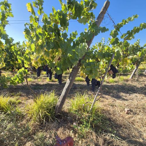 WhatsApp Image 2025-12-17 at 09.42.27 (6)