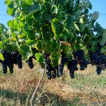 WhatsApp Image 2025-12-17 at 09.42.33 (1)